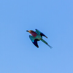 Sticker - bird in flight