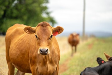 Wall Mural - beautiful portrait of a cow in a field on a farm. big fat dairy cow