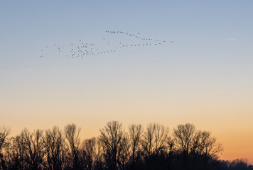 Flock of birds follow plane on the Po river. Cremona.