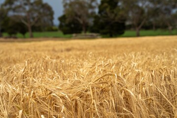 beautiful farming landscape of wheat fields and crops growing in australia