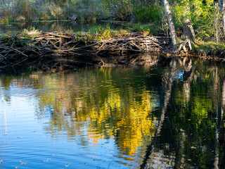 Wall Mural - Autumn tree reflection in a small pond