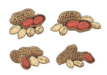 Vector peanut hand-drawn colorful illustrations. Hand-drawn peanut seeds and shells
