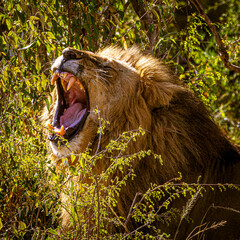 Canvas Print - Lion