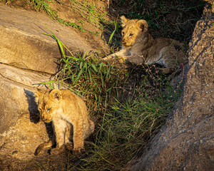 Wall Mural - lion