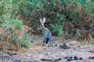 Poster - rabbit