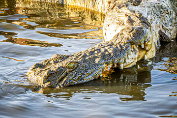 Wall Mural - crocodile eating