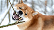 Shiba Inu in the winter forest