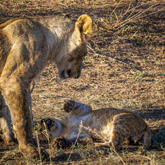 Poster - lion in the wild