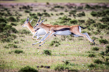 Wall Mural - antelope