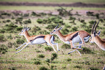 Wall Mural - antelope