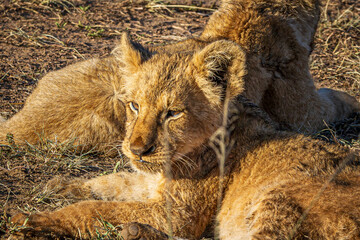 Poster - lion in the wild