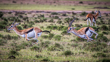 Wall Mural - antelope