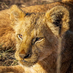 Poster - lion in the wild