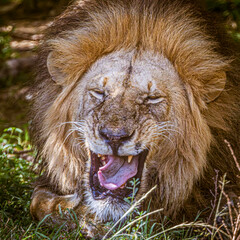 Wall Mural - lion in the wild