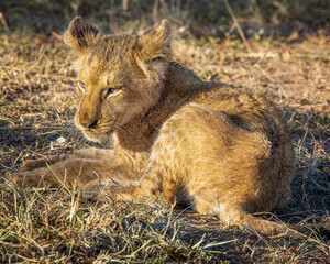 Poster - Lion