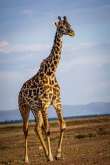 Canvas Print - giraffe