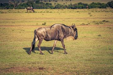 Canvas Print - Wildebeest