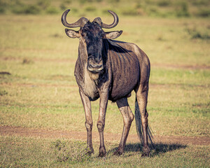 Wall Mural - Wildebeest