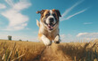 Un chien de race saint-bernard courant dans un champ de blé