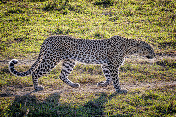 Poster - leopard