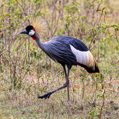 Sticker - grey crowned crane