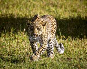 Poster - leopard in the grass