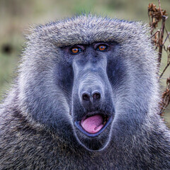 Wall Mural - portrait of baboon