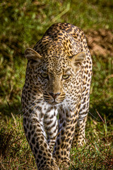 Wall Mural - leopard in the tree