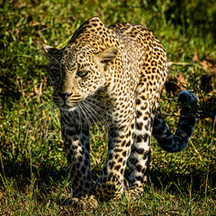 Sticker - portrait of a leopard