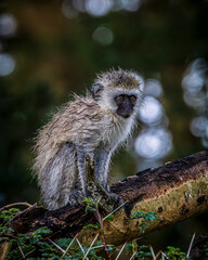 Wall Mural - baboon sitting on the tree