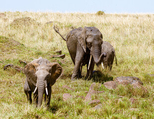 Wall Mural - elephant in the savannah