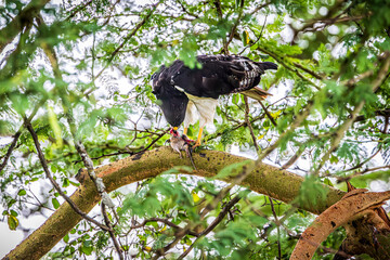 Sticker - eagle feeding