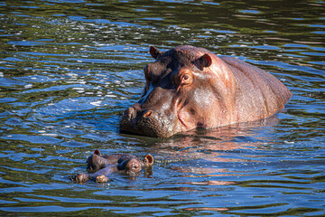 Canvas Print - hippopotamus in water