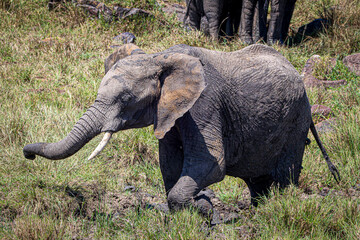 Wall Mural - elephant in the savannah