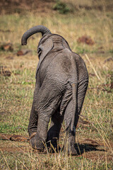 Wall Mural - elephant in the savannah