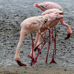 Poster - flamingo in the water