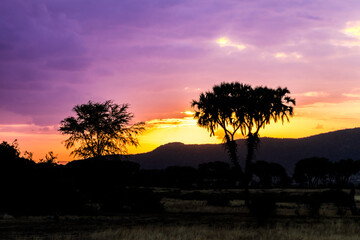 Wall Mural - sunset with trees