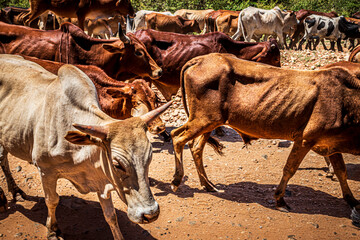 Wall Mural - cattle