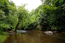 An Unpolluted River Flows Among The Forest