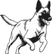 © McCoy - Black and White Vector illustration of a Belgian Malinois Dog