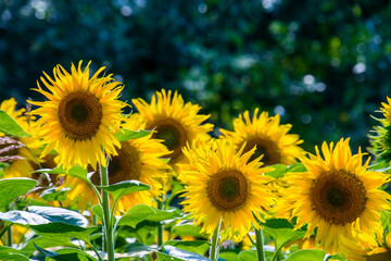 Common sunflower in Summer in Racalmas