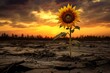 Isolated Lonely sunflower. Agriculture bright field. Generate Ai