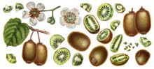 Watercolor Bright Brown Fruits, Green Leaves And White Flowers Of Kiwi With Pieces And Slices For The Design Of Labels, Covers, Websites Of Juices, Food, Cakes, Confectionery, Sweets