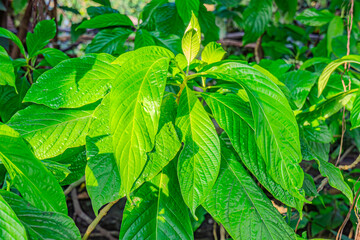 Closeup shot of fresh green leaf of exotic plant growing in garden. Green plant leaves. The nature of green leaves in the garden in summer. Natural green leaves plants using as spring ecology greenery