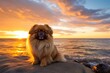 Pekingese dog enjoying a sunset at the beach