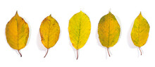 Yellow Autumn Fall Cherry Leaves. Collection Of Autumn Leaves On White Background. Flat Lay, Copy Space, Isolated, Cut Out.
