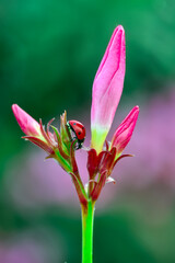 Sticker - Macro shots, Beautiful nature scene.  Beautiful ladybug on leaf defocused background