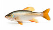 aquarium fish isolated white background Hyphessobrycon pulchripinnis. generative ai