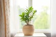 concept of home gardening. Zamioculcas in flowerpot on windowsill. Home plants on the windowsill. Green Home plants in a pot on windowsill at home. generative ai.