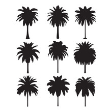 Set Of Palm Trees, Isolated Palm On The White Background. Palm Silhouettes. 